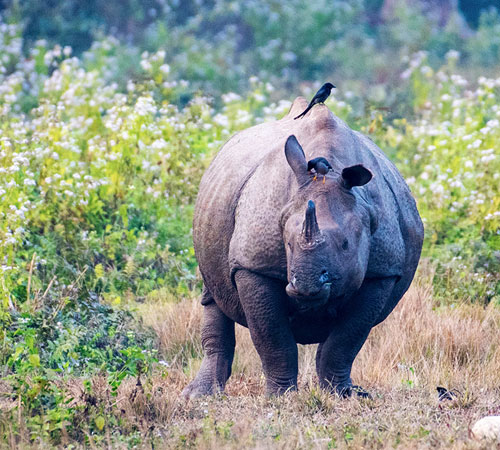 Wildlife Tour in Dooars