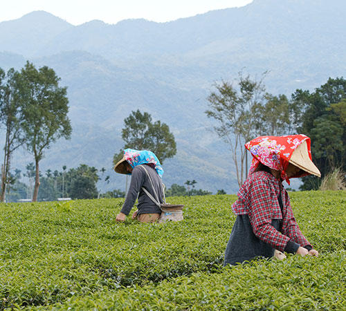 Darjeeling Sikkim Delight