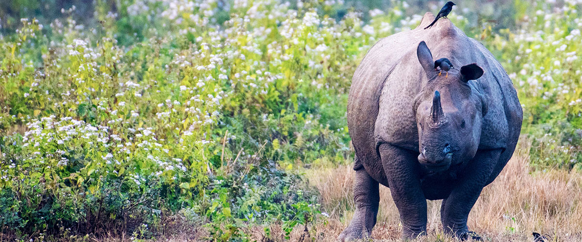Wildlife Tour in Dooars