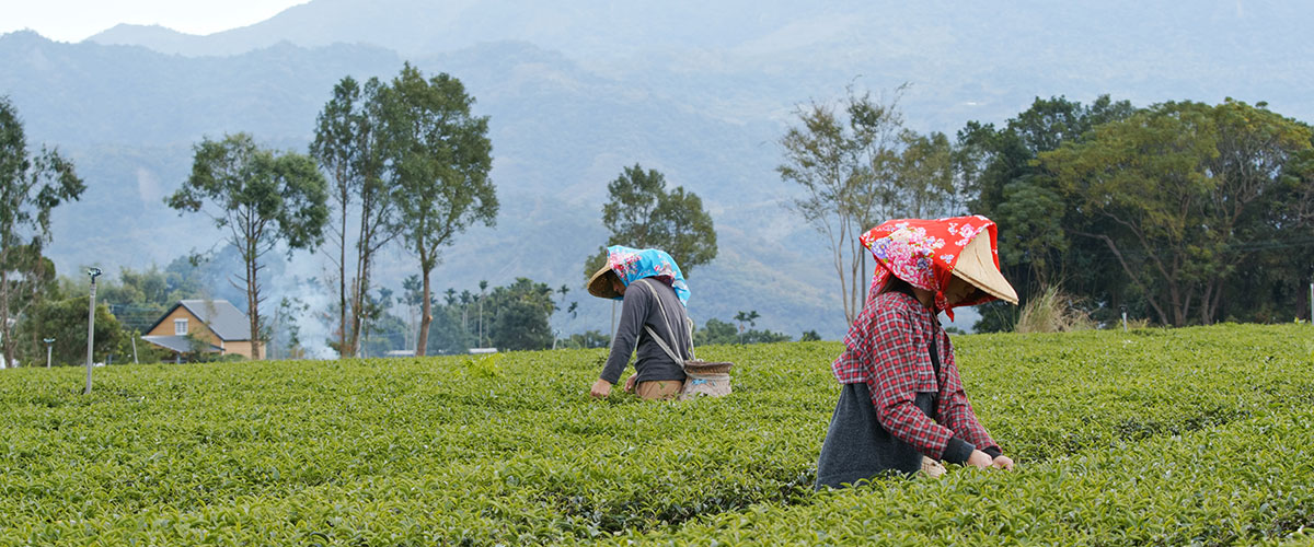 Darjeeling Sikkim Delight