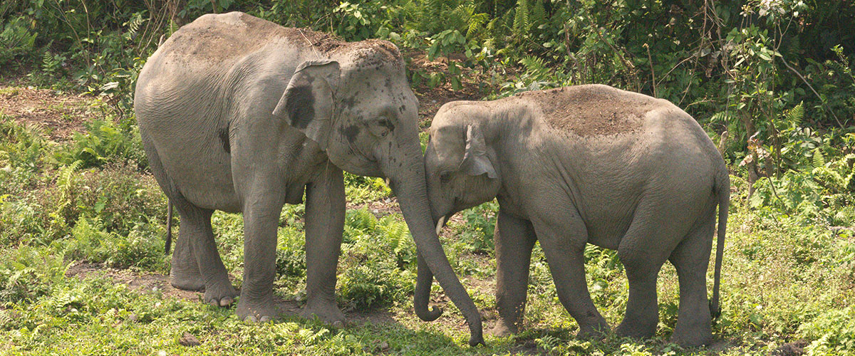 2 NIGHTS IN JALDAPARA